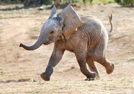 elephant-bonheur