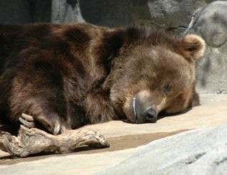 Dormir comme un ours